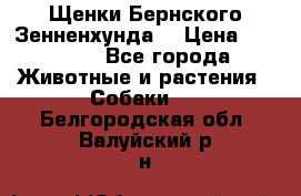 Щенки Бернского Зенненхунда  › Цена ­ 40 000 - Все города Животные и растения » Собаки   . Белгородская обл.,Валуйский р-н